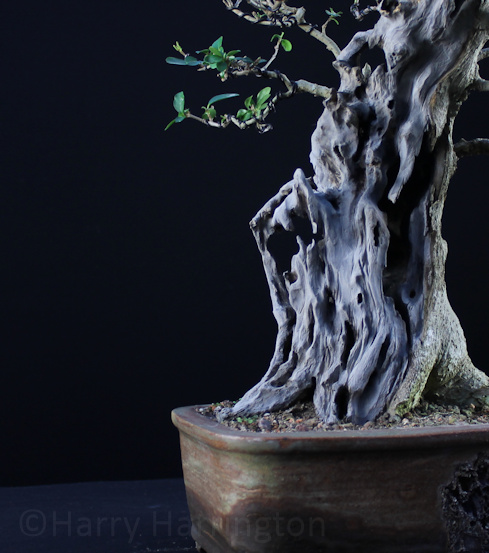 Privet Bonsai Styling